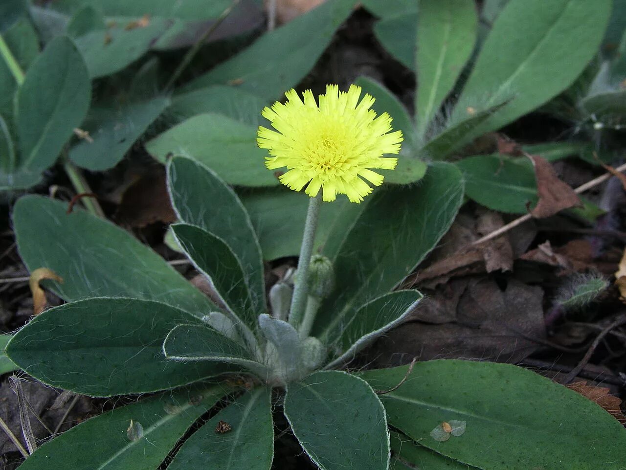 Hieracium - Ястребинка