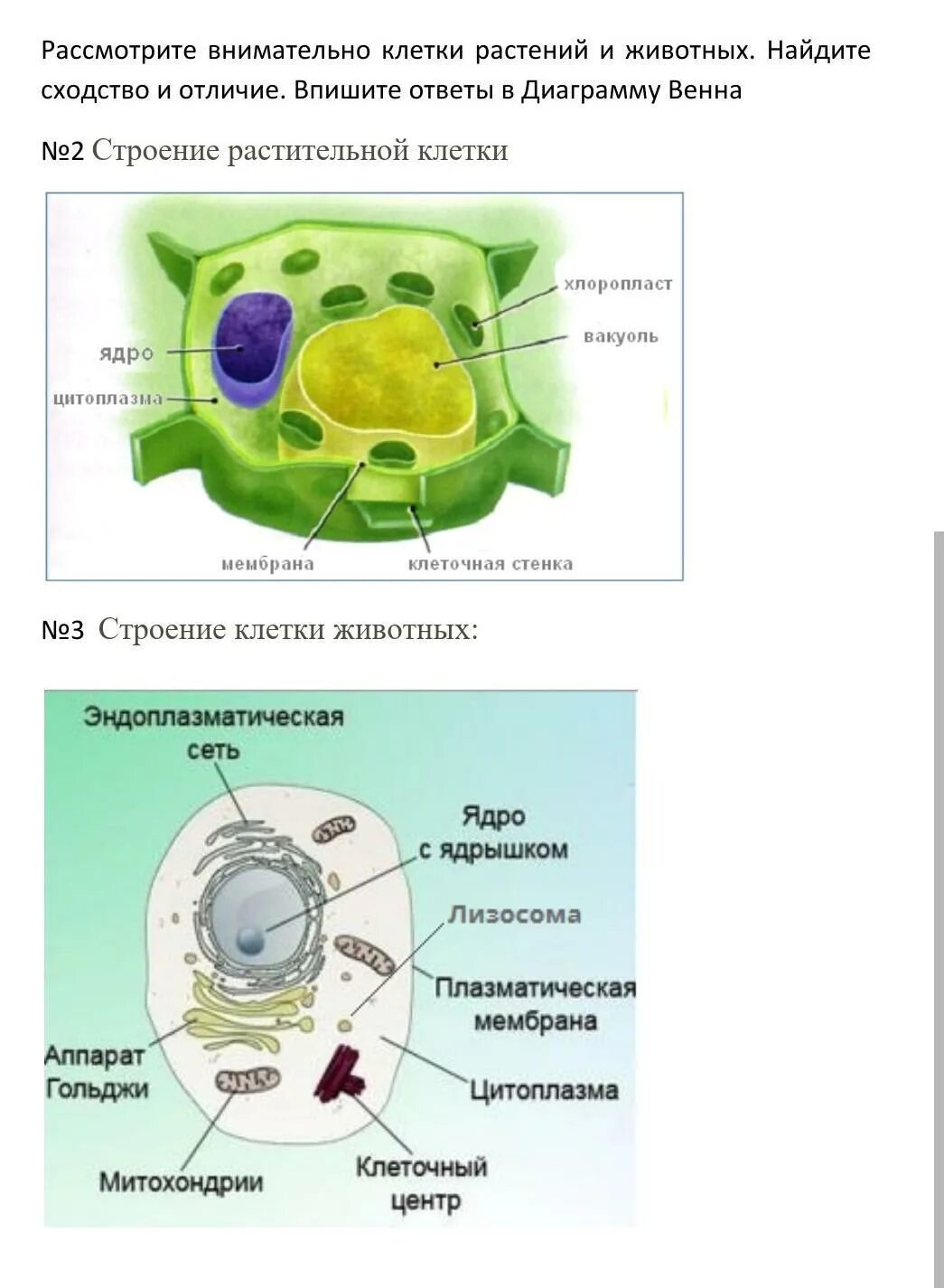 Клетка сходство различия животная растительная. Растительная клетка. Клетка растений и животных. Строение растительной клетки. Растительная и животная клетка.