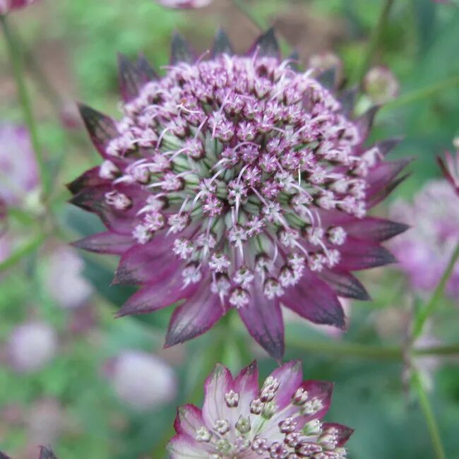 Астранция большая Ruby Wedding Astrantia major Ruby Wedding - купить сорт в пито