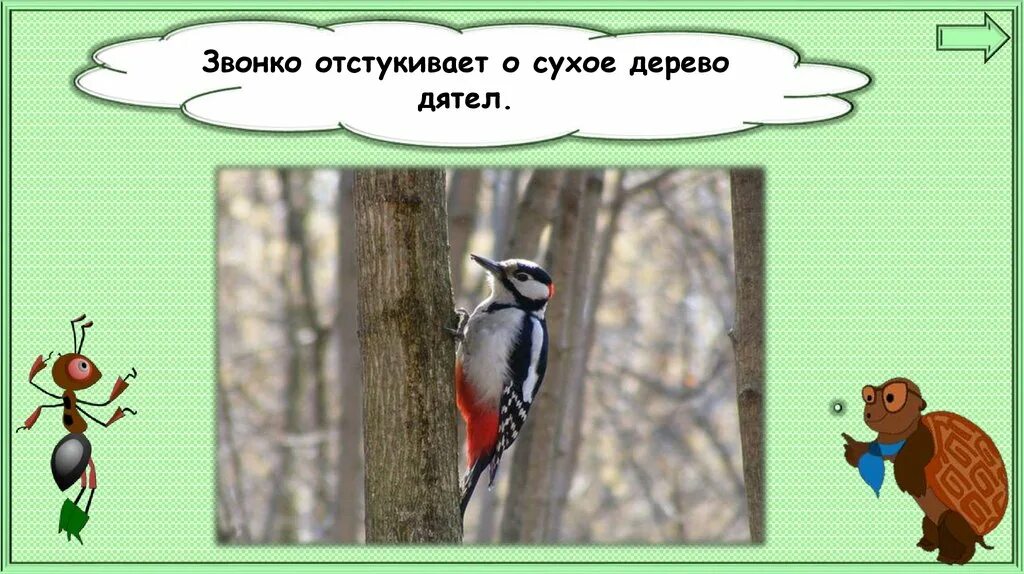 Дятел составить предложение 2 класс. Предложение про дятла на дереве. предложение про дятла на дереве 2 класс. предложение про дятла на дереве 2. лесные обитатели издающие самые мелодичные звуки.