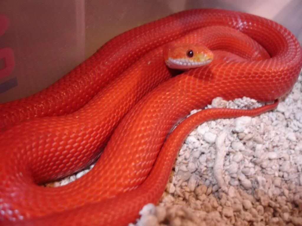 Красная змейка. Полоз маисовый Red. Неядовитая оранжевая змея. Красный полоз змея. Краснополосый полоз.