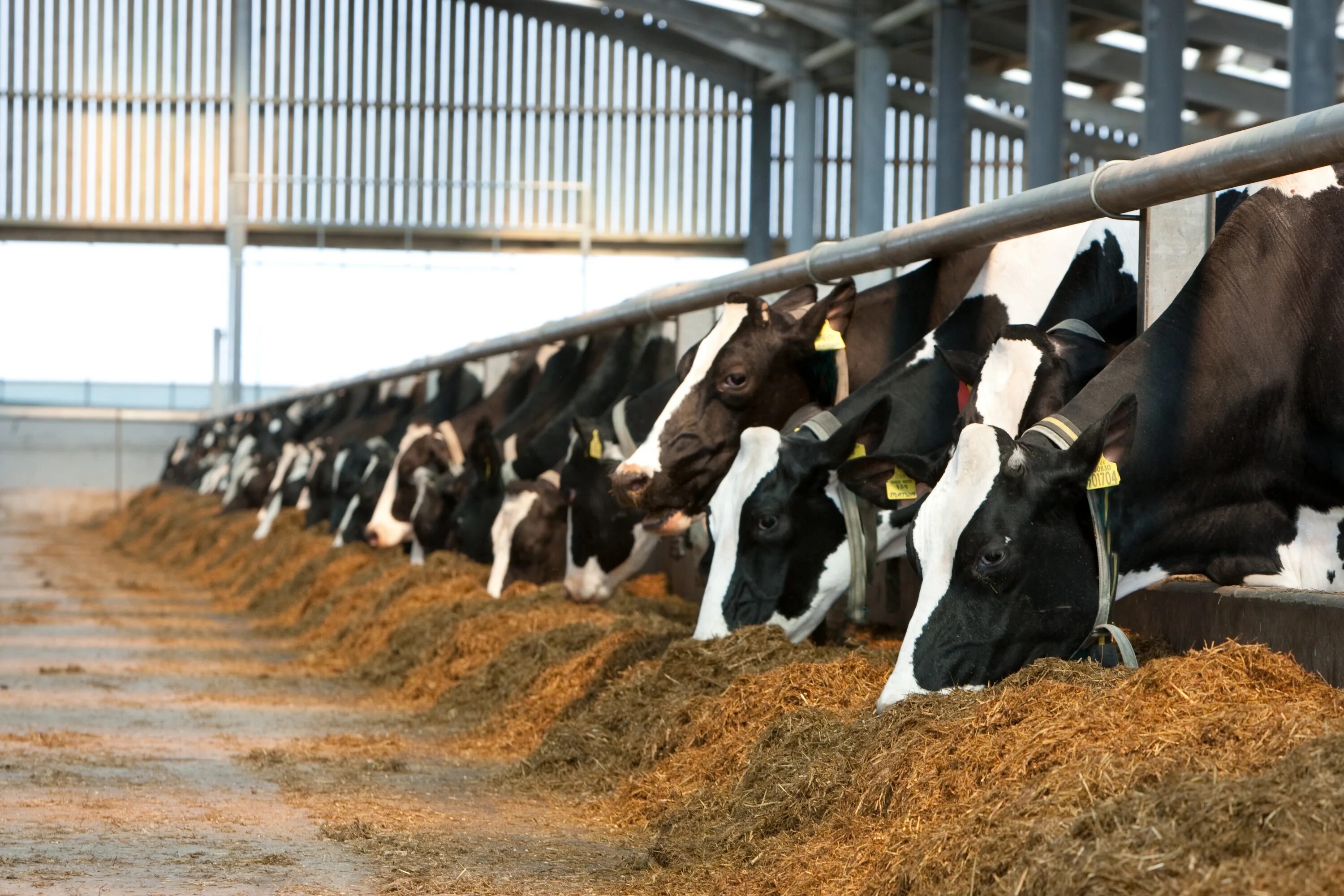 Processing of animals
