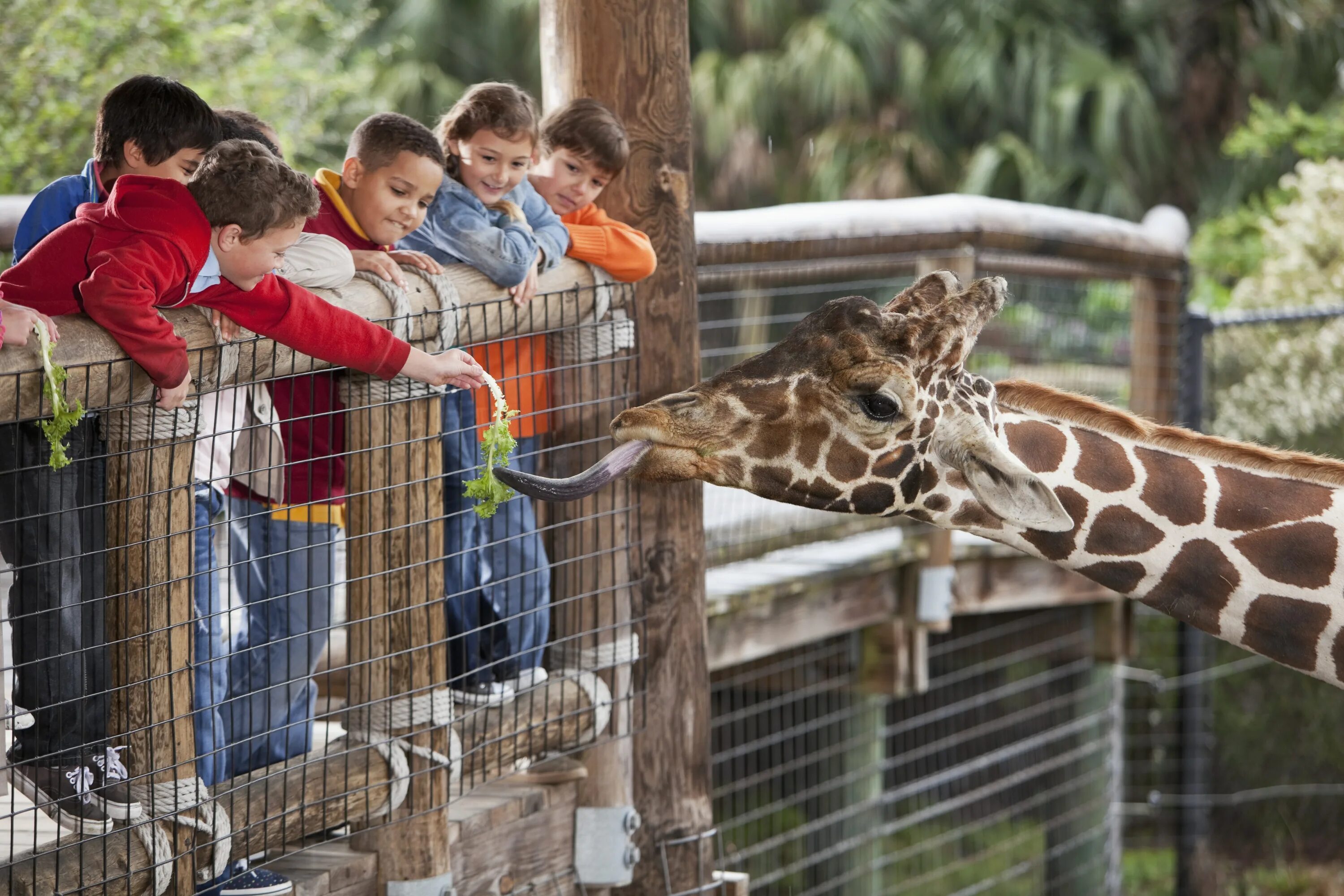 Do you like the zoo. Зоопарк Барселоны. Дети в зоопарке. Зороарк. Зоопарк в Америке.