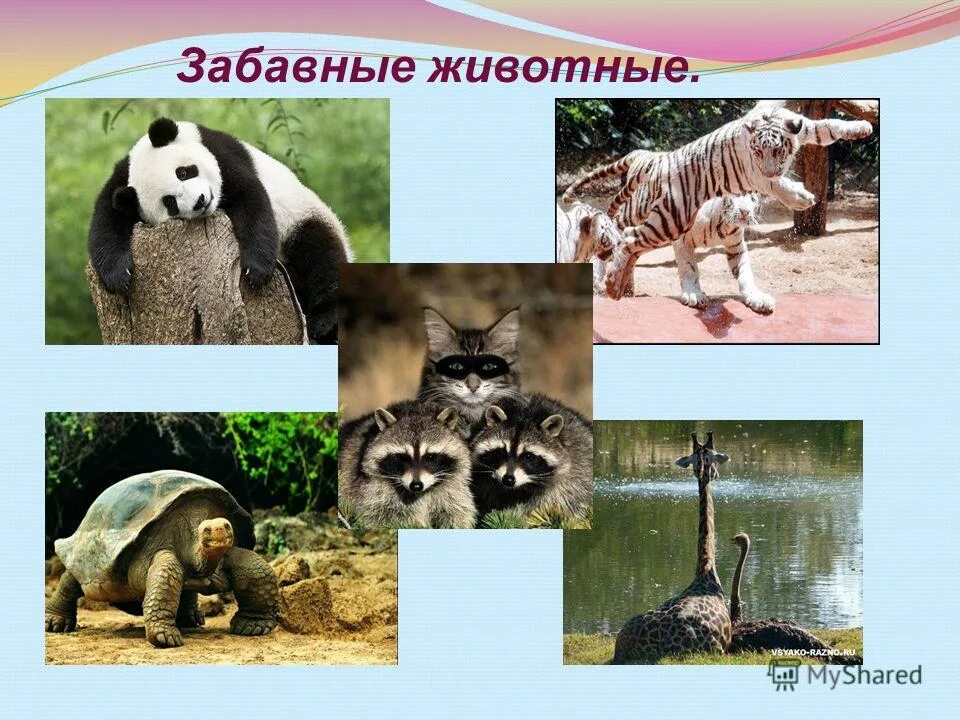 Разнообразный мир животных 3 класс. Многообразие зверей. Презентация к уроку разнообразие животных. Животные делятся на группы. Мир животных урок 3 класс.