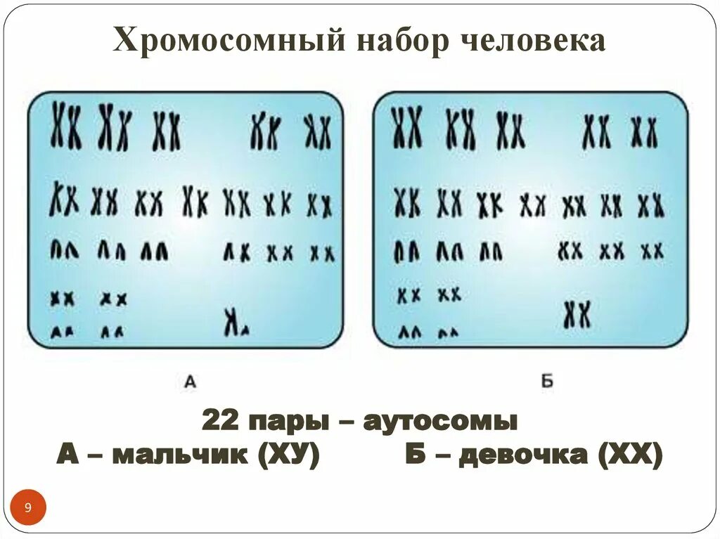 Сколько аутосом содержится у человека. Хромосомный набор человека. Хромомсомныйнабор человека. Хромосомный. Хромосомный набор человека схема.