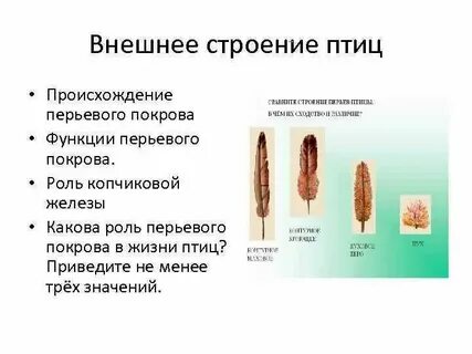 Строение покровов класс птицы