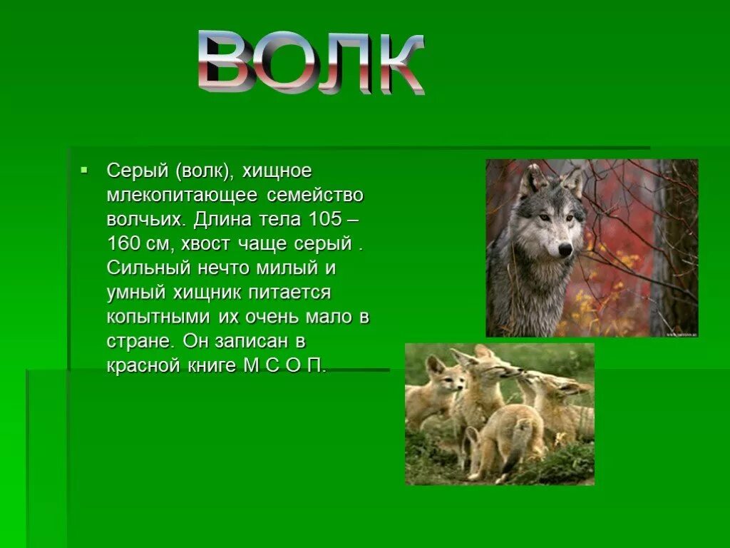 Волк способ питания у животных. Волк для презентации. представители волчьих. отряд волчьи представители.