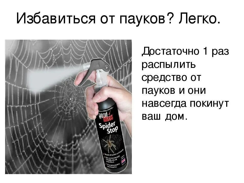 Средство от пауков. Средство от пауков в квартире. Лучше средство от пауков. Отрава от пауков.