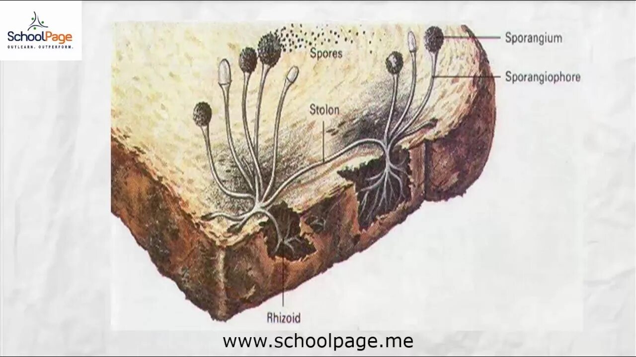 Споры гриба мукора. Плесневые грибы Rhizopus. Мукор ризопус. Плесень ризопус. Хлебная плесень мукор.