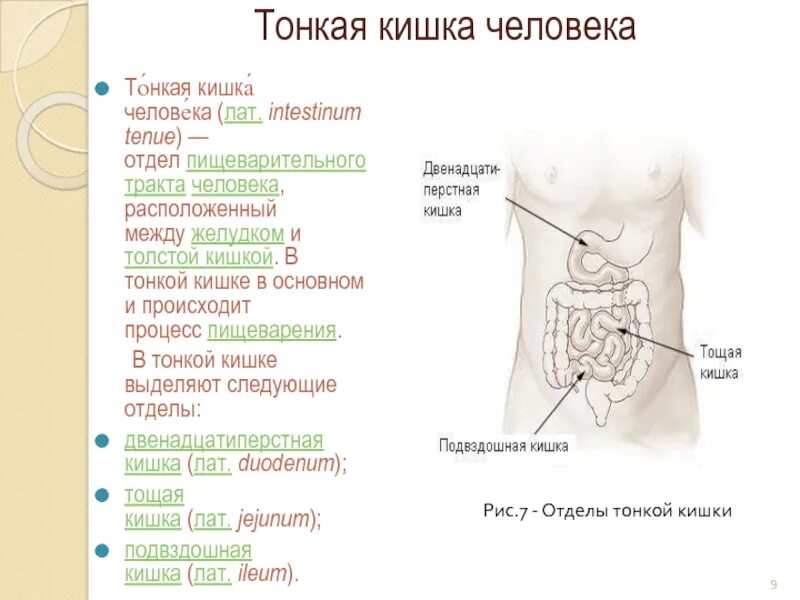 Процессы в кишечнике человека. Процессы в тонком кишечнике. Процессы происходящие в тонкой кишке. Основные процессы происходящие в тонком кишечнике.