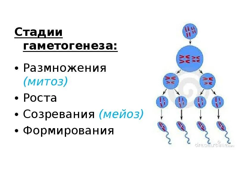 Первое деление мейоза в сперматогенезе. Фазы развития половых клеток гаметогенез сперматогенез овогенез. Половое размножение. Этапы мейоза". Фазы гаметогенеза схема. Женского гаметогенеза