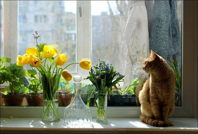 Летнее утро. Прекрасного утра. Утро россии 01. Ведущие доброе утро 1 канал сегодняшний выпуск. Утренний чай в саду.