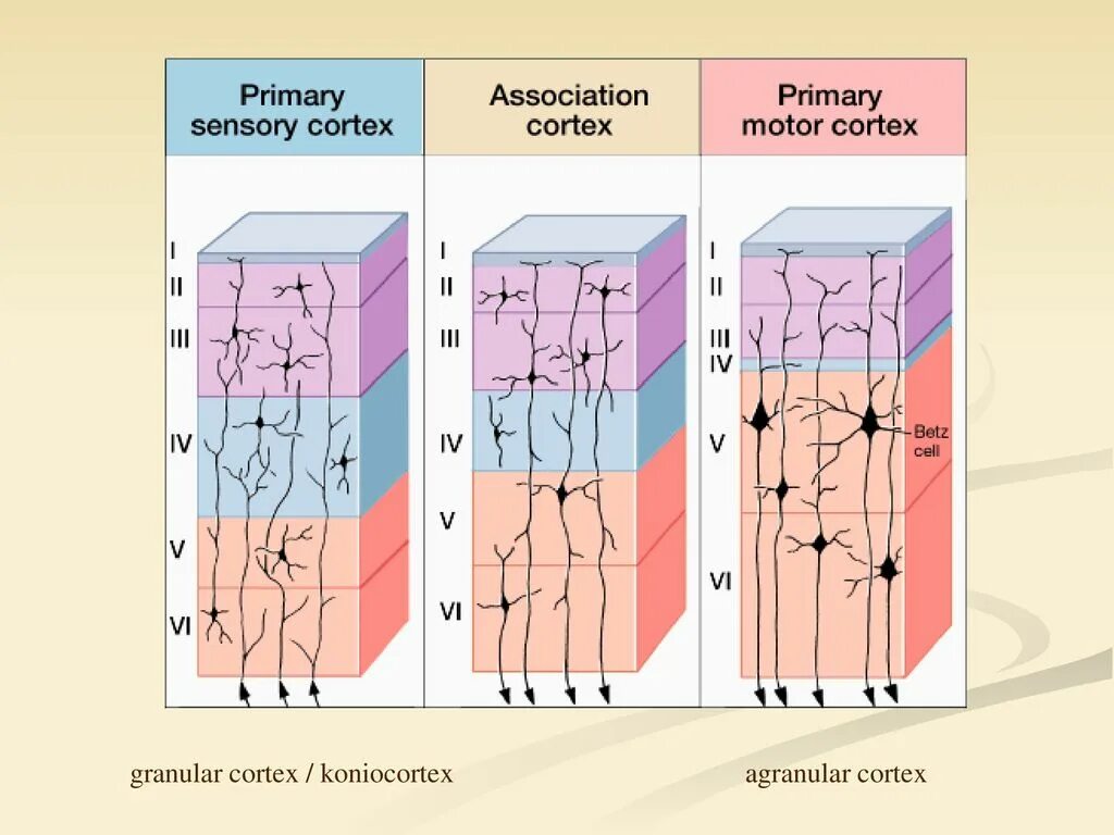 Слои коры головного мозга гистология. Клетки различных слоев коры головного мозга схема. Шесть слоев коры головного мозга.