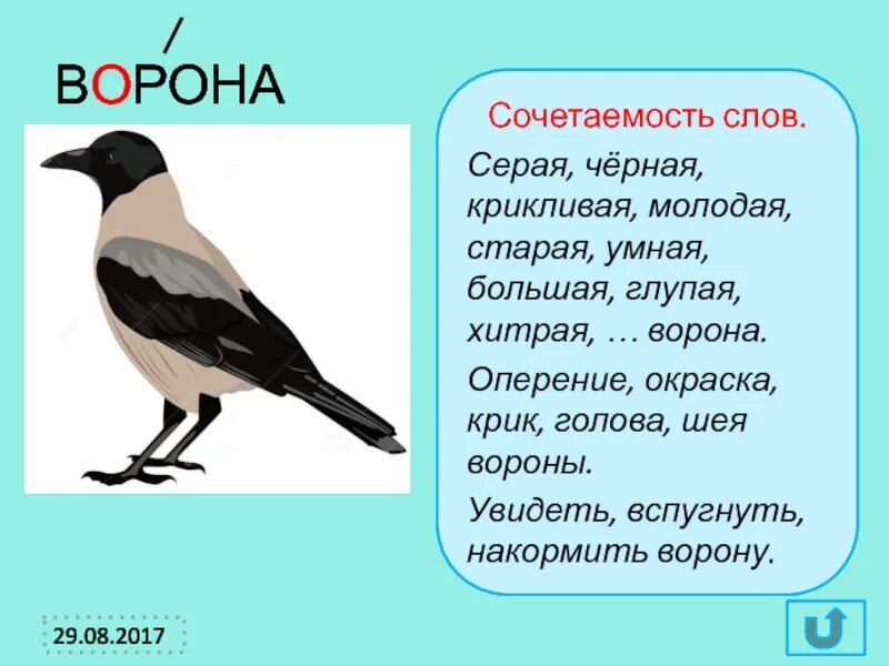 Лексическое слово черный. Однокоренные слова ворона и сорока. Однокоренные слова к слову ворона. Ворон однокоренные слова. Словарная работа ворона.