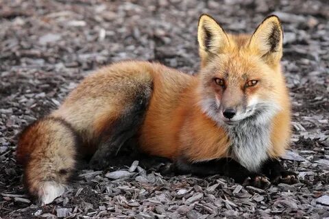 Less fox