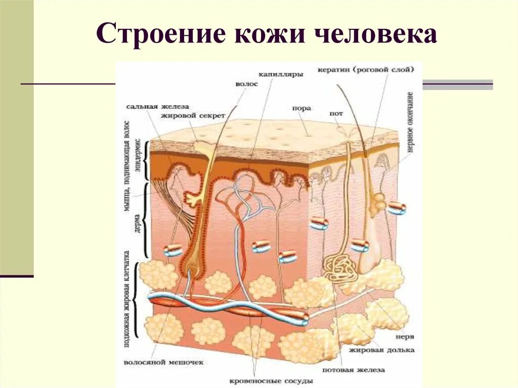 3 строение кожи. Кожа из чего состоит человека 4 класс. сальные железы кожи анатомия. структура кожи человека. строение кожи человека схема.