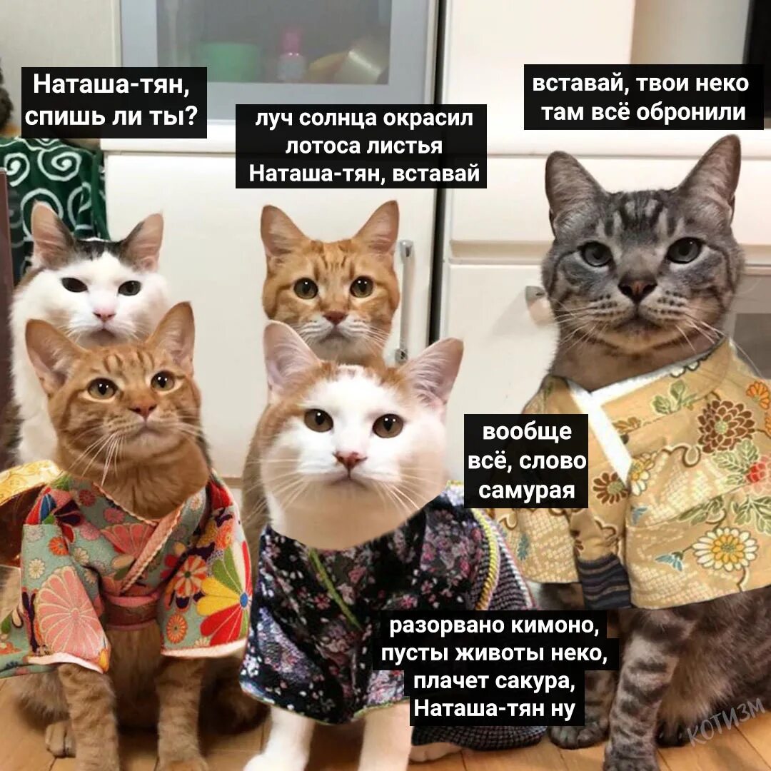 Там коты тут коты. Наташа и котики. Наташа вставай коты. Мем Наташа и коты. Мемы с котами и Наташей.