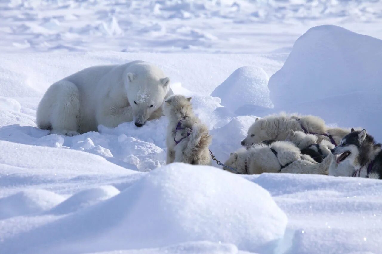 Какой зоне водятся белые медведи песцы лемминги. Песец и белый медведь. Песец и белый медведь нахлебничество. Северный полюс медведи.