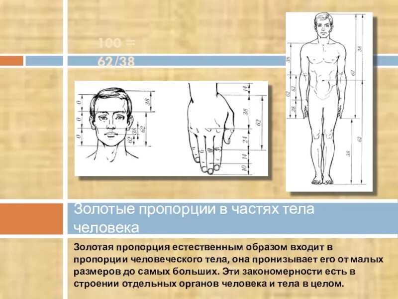 Пропорции человека. Соотношение частей тела человека. Золотые пропорции в частях тела человека. Пропорции между частями тела человека.