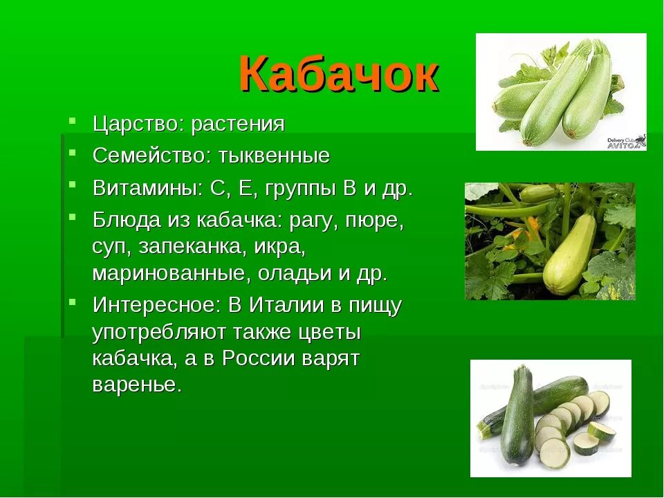 Рассказ о кабачке. Сообщение о кабачке. Сообщение на тему кабачки. Кабачок для презентации. Овощи какое семейство