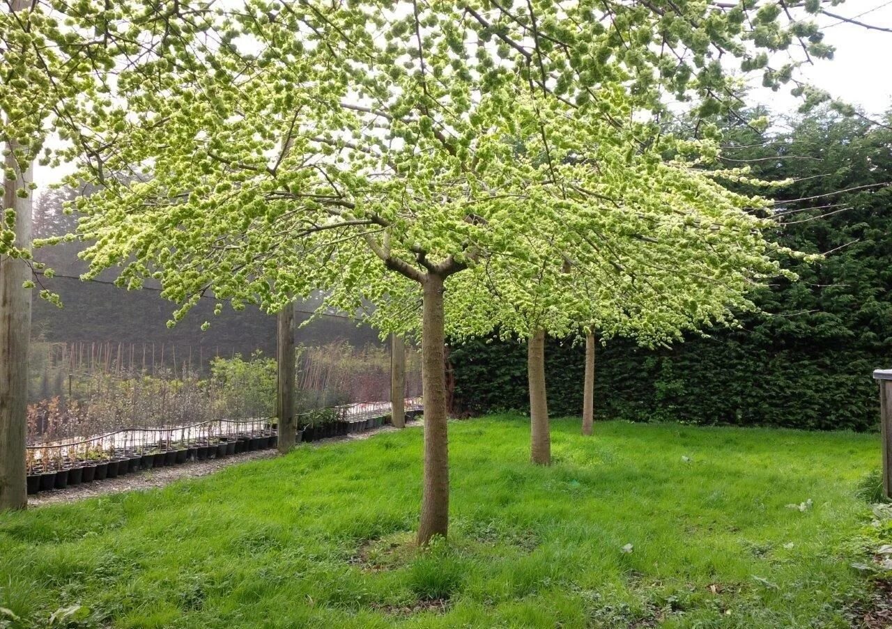 Дерево т. Ясень узколистный. Деревья в городе. Барди дерево. Листва деревьев.