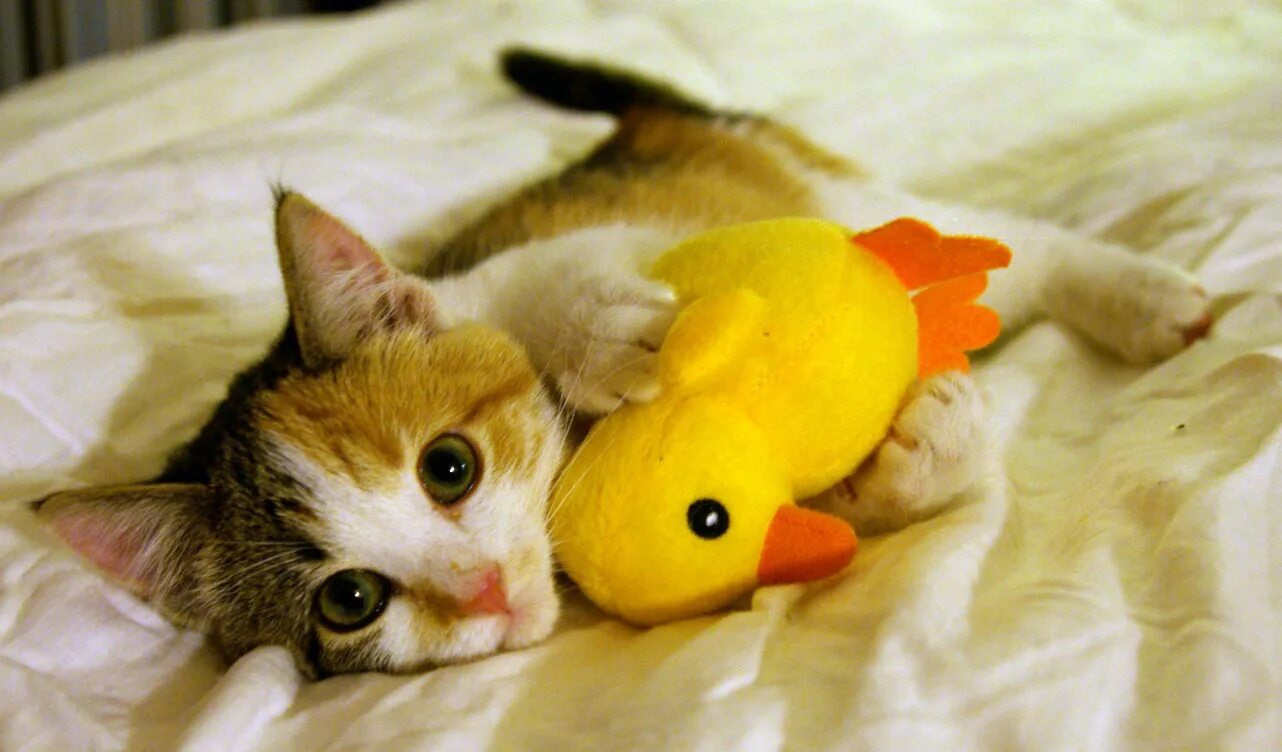 Kitten latenight