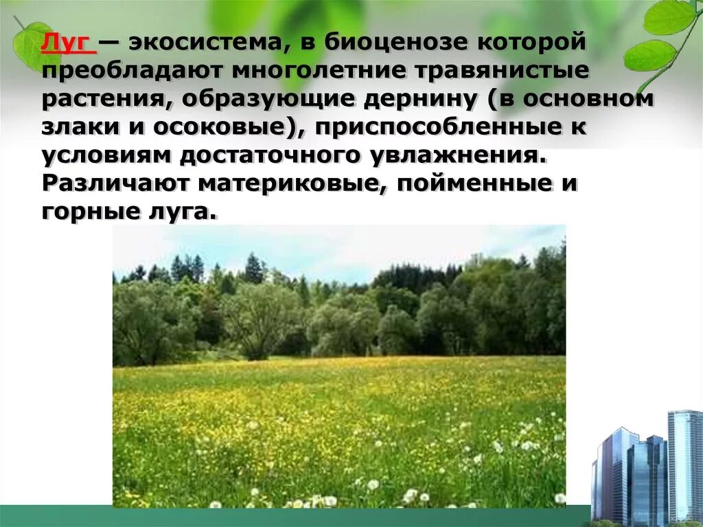 Видовое разнообразие луга. Экосистема Луга. Биогеоценоз луг. Природные экосистемы луг.