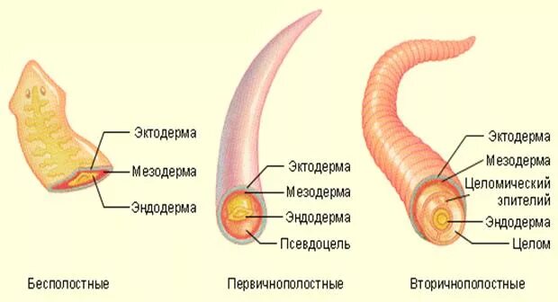 Круглые черви наличие полости тела