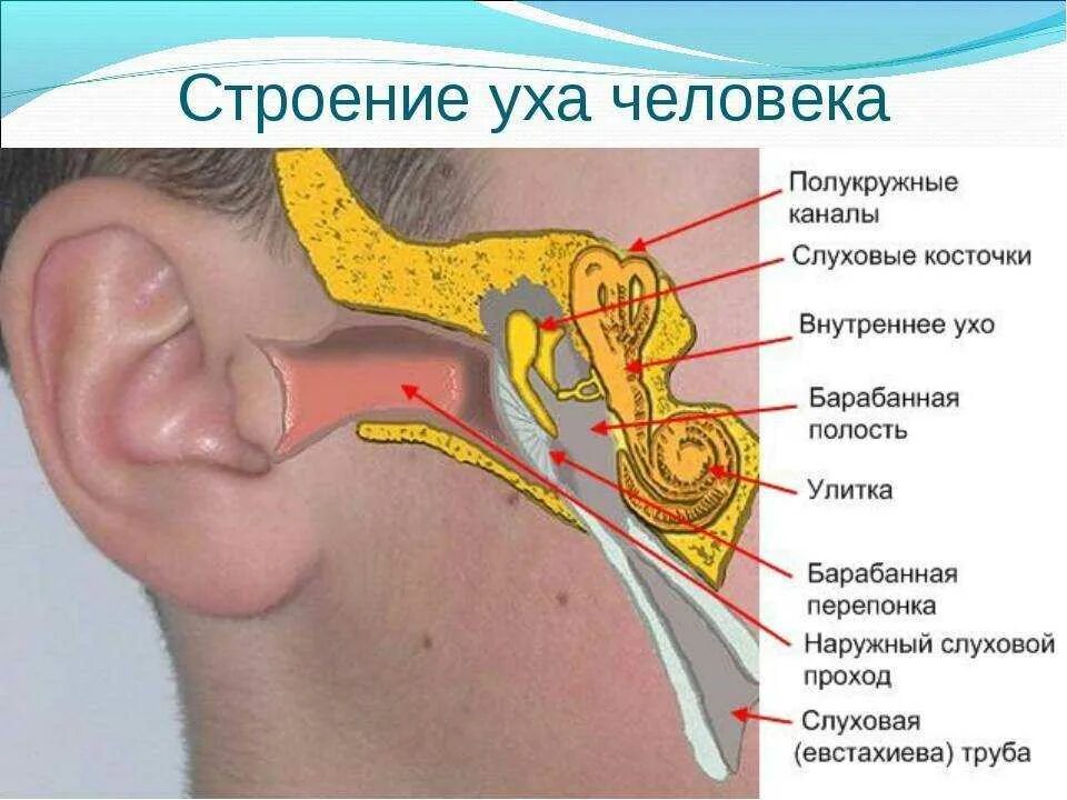 Отсутствие благозвучия режущее слух. Слуховая евстахиева труба. тубоотит барабанная перепонка. наружный слуховой проход анатомия. строение наружного слухового прохода.