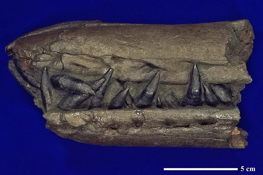 колониальный коралл склерактиния окаменелость. ископаемые находки в карьере мессель. окаменелости в карьерах. морские лилии окаменелости. ископаемые находки.