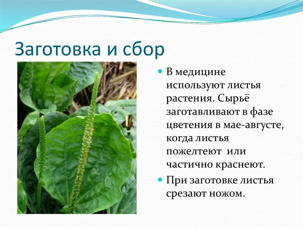 Формирование крупных жилок у подорожника. Какие листья у подорожника. форма листа подорожника. инструменты для исследования листа подорожника. заготовка листьев лекарственных растений.