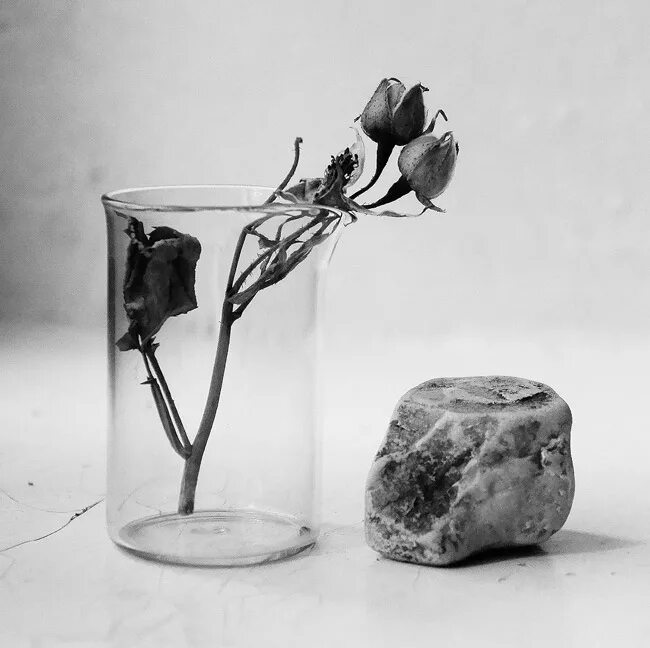 Розы быстро вянут в вазе. Засохшие цветы в вазе. Натюрморт с камнями. Увядший цветок. Увядшие розы в вазе.
