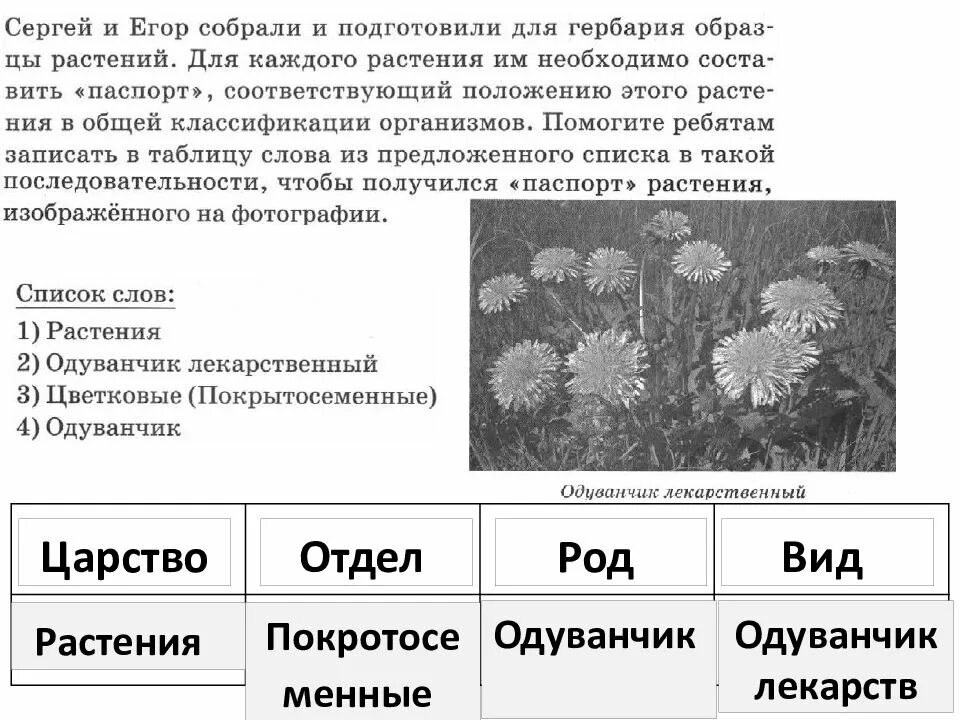 Из предложенного списка выберите такое растение. Систематическое положение ромашки аптечной. ВПР по биологии 5 систематика растений. Что такое систематика в биологии 6 класс.