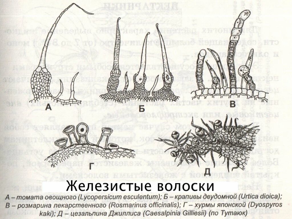 Выделительная ткань растений железистые волоски. Железистые волоски эпидермы листа крапивы. Железистые трихомы (волоски). Железистые волоски и железки. Строение волоска крапивы