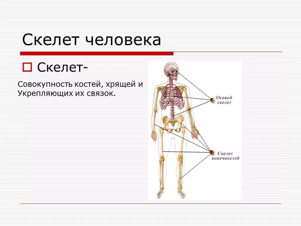 Скелет костно хрящевых. Осевой скелет и скелет конечностей. биология 8 класс скелет человека осевой скелет. осевой и добавочный скелет схема. добавочный скелет состоит.