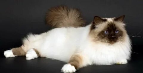 Chat de