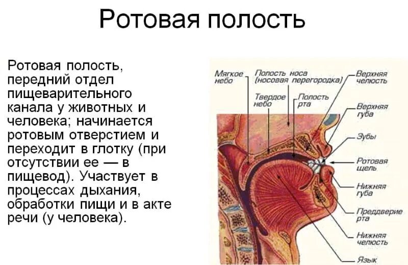 пищеварение в ротовой полости зубы. функции ротовой полости анатомия. ротовая полость отделы строение функции. строение отделы и функции полости рта. характеристика ротовой полости человека.