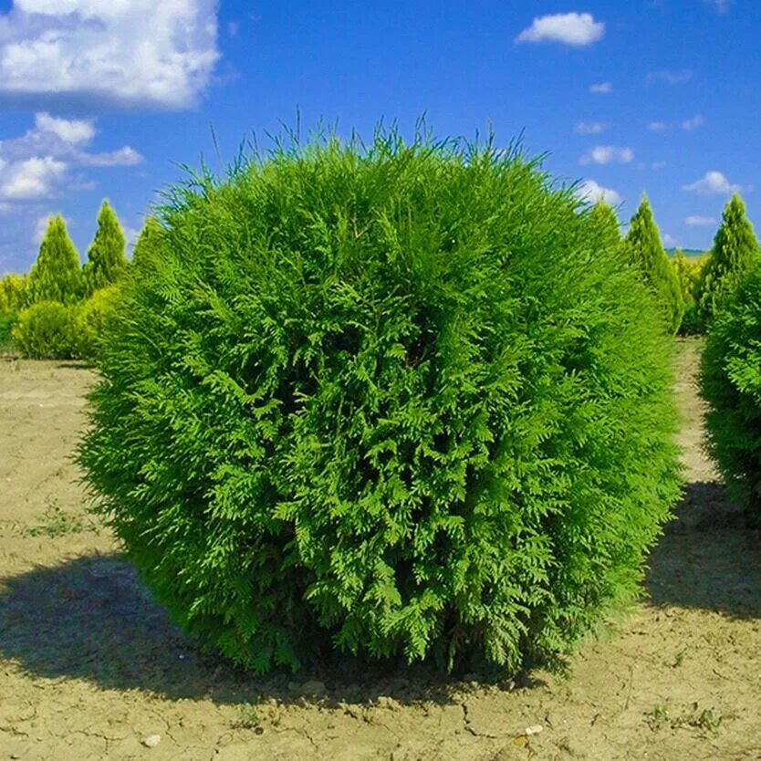 Туя Западная Глобоза. Туя Западная globosa. Туя Западная "Глобоза" / Thuja occidentalis "globosa". Туя Западная Глобоза Ауреа. Туя глобоза фото и описание цена