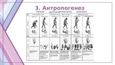 Установите соответствие характеристики и стадиями антропогенез