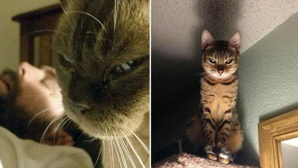 Кот смотрит осуждающе. Кот с осуждающим взглядом. осуждающий котик. недовольные коты картинки. кот возмущен.