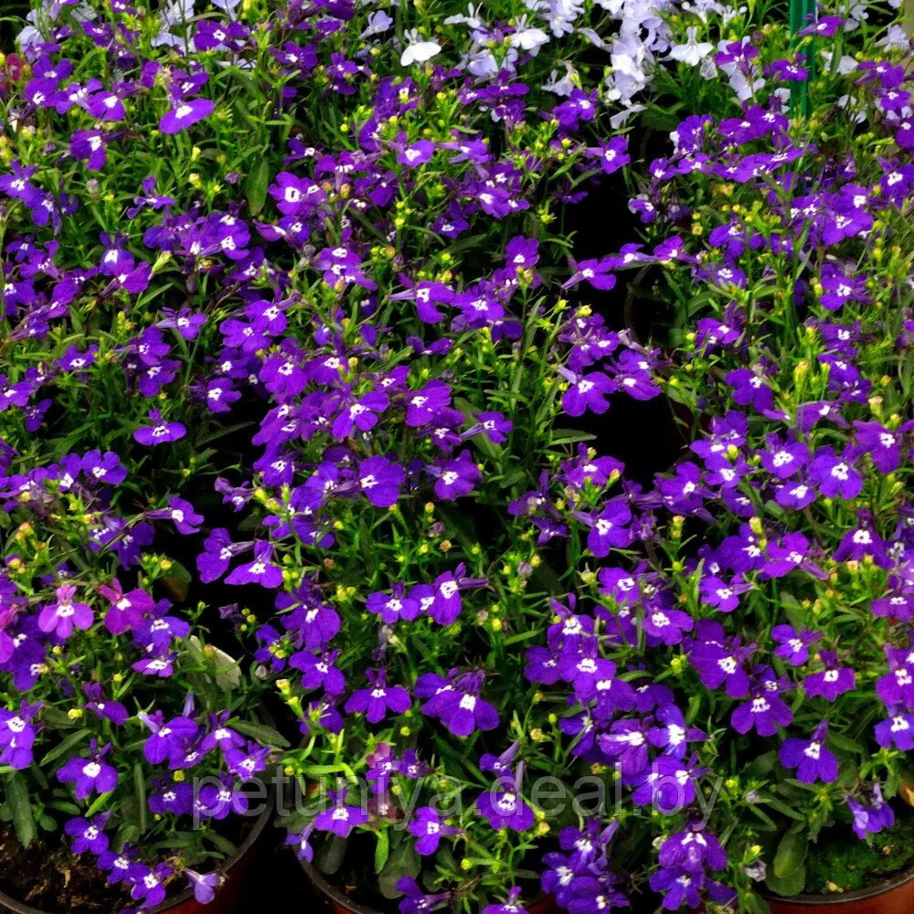 лобелии однолетние или многолетние. лобелии однолетние или многолетние. лобелии однолетние или многолетние. лобелия эринус. лобелия подкормка.