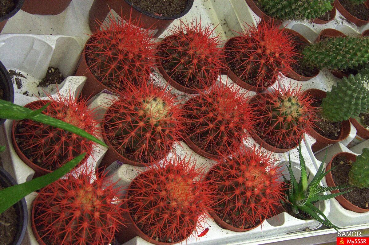 Ашан кактусы в горшках. Кактус гросса. Советский кактус. Цветочный отдел в ашане. Ашан суккуленты.