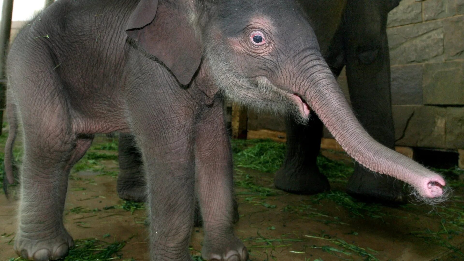 Вес слоненка. Слонёнок. Маленький Слоненок. Вес новорожденного слоненка.