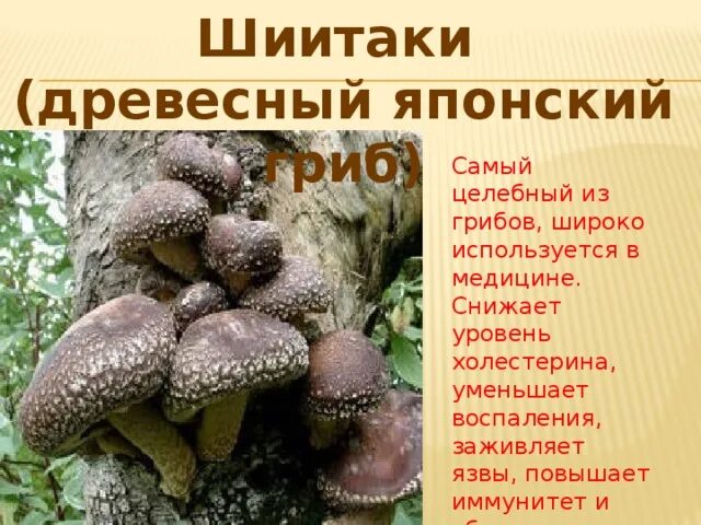 Лечебные грибы. Древесные грибы шиитаке. Сообщение про гриб шиитаке. Шиитаке сообщение.