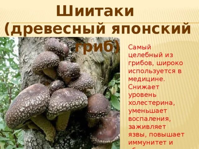 Грибы шиитаке польза и вред. Гриб шиитаке описание. сообщение грибы шиитаке. древесные грибы шиитаке. японский лечебный гриб.