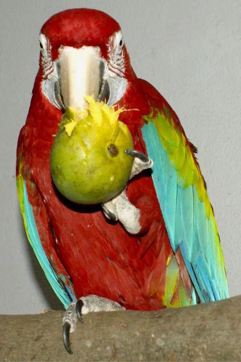 Можно попугаям яблоко. Попугай ара зеленокрылый. Манго попугая жако. Волнистые попугаи манго. Манго волнистому попугаю.