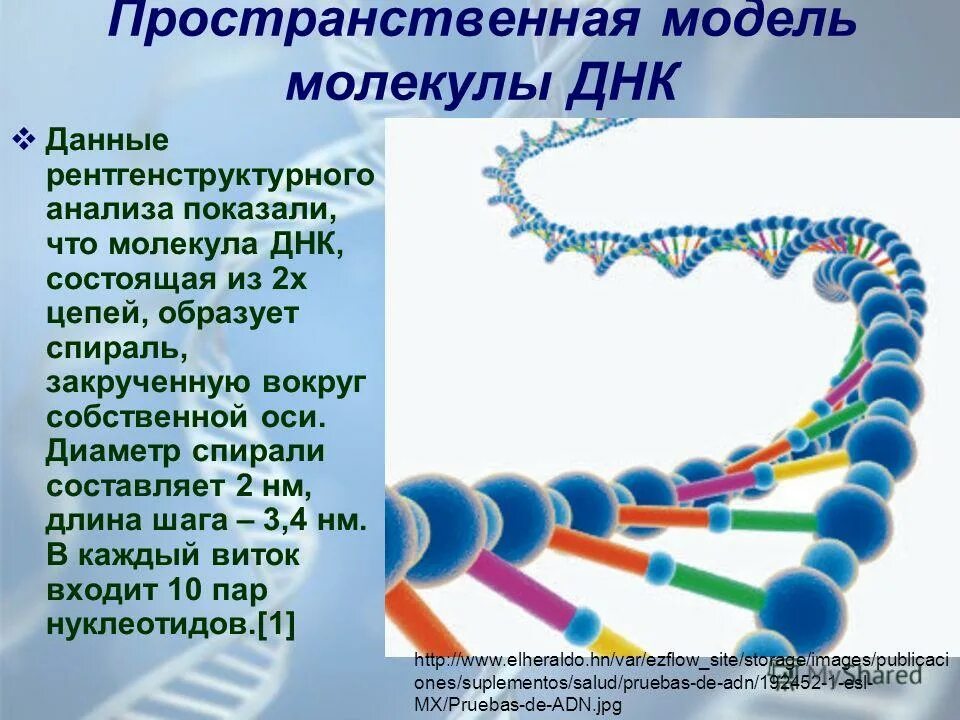 Молекула днк состоит из двух спирально закрученных. Молекула днк состоит из двух спирально закрученных