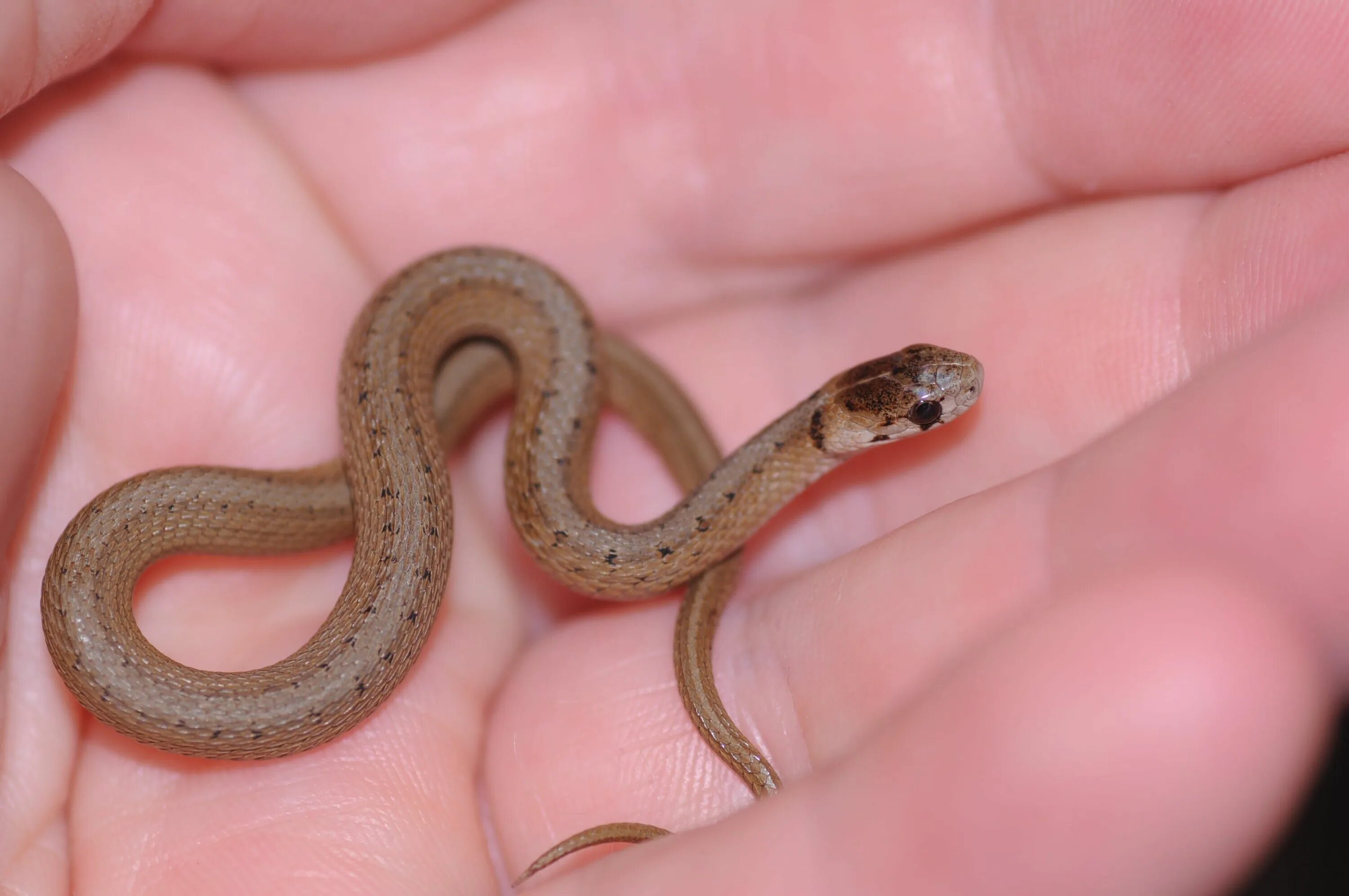 Small snake. Маисовый полоз полосатый. Точечная ошейниковая змея. Ошейниковый эйренис. Барбадосская узкоротая змея.