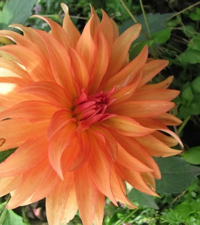 Георгин оранж пигми. Георгин кактусовый бордюрный оранж пигми. Георгин оранж наггет. Георгин берлинер оранж. Георгин оранж наггет.