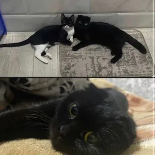 Кошка убежала из дома